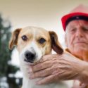 Pet Fire Safety Day